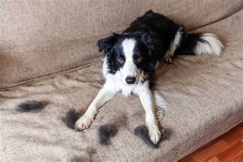 do border collies shed a lot